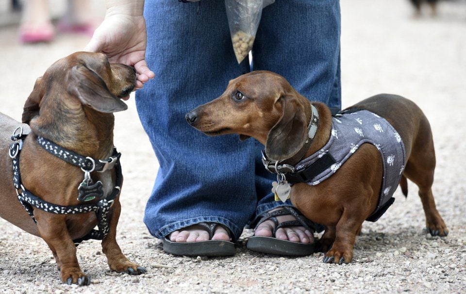 Hot dog is top dog when these Colorado Springs dachshund owners get together