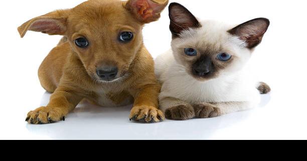 Colorado Springs pet related information and events starting Nov. 30 | Events
