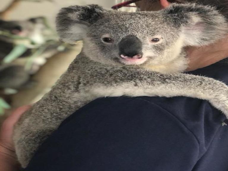 austrailian food chain with koala