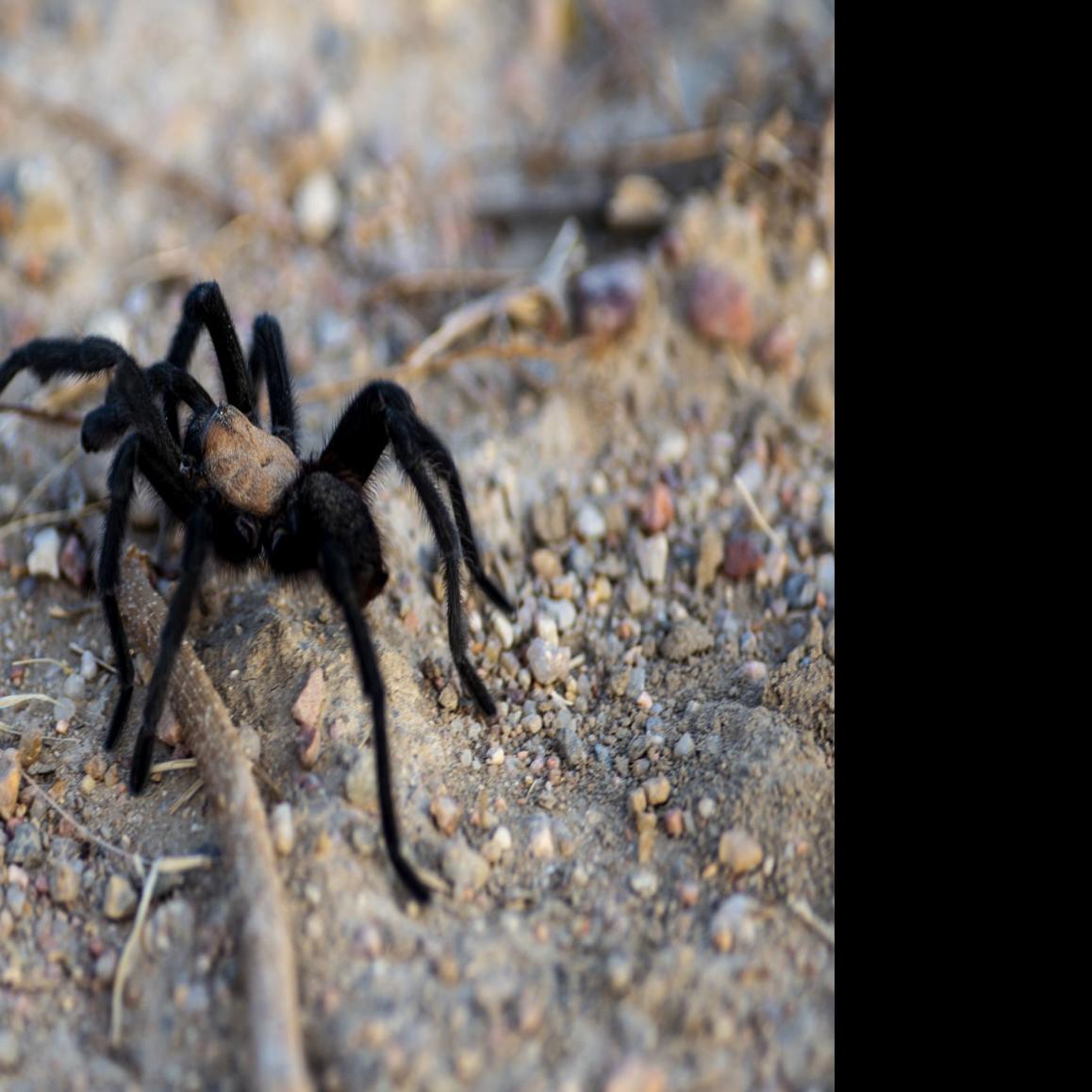 Thousands Of Tarantulas Are Now On The Move In Colorado Local News Gazette Com