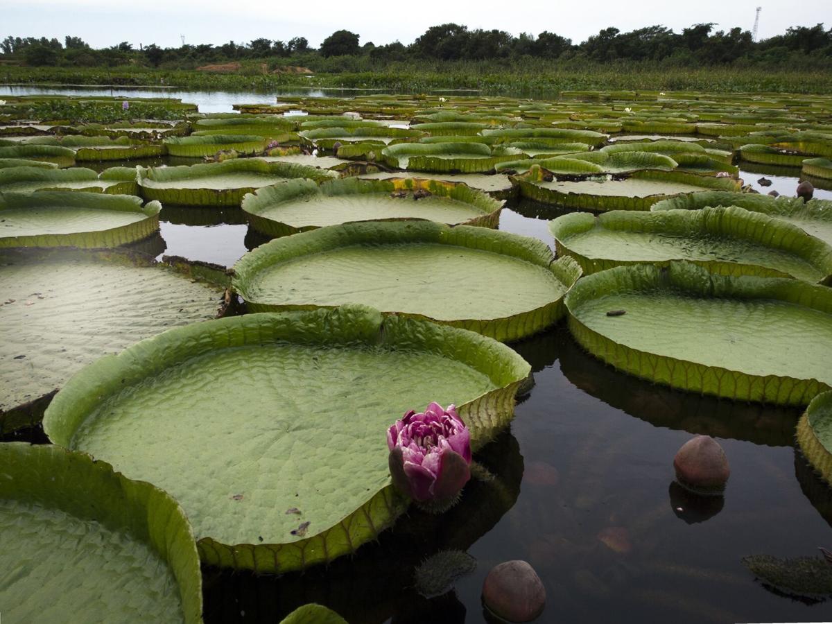 APTOPIX Paraguay Earth Day