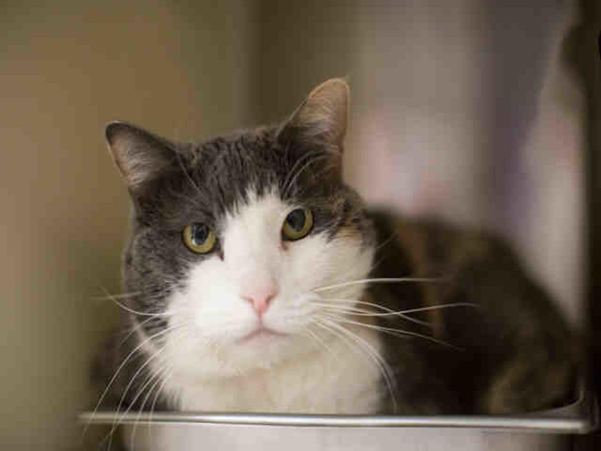 Colorado Springs Area Pet Adoption Fairs And Events Starting Feb 6 2018 Lifestyle Gazette Com