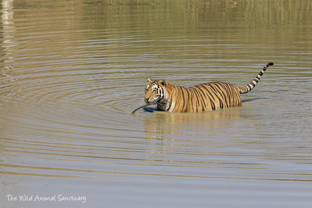 Tigers From Popular Netflix Documentary Tiger King Have Found