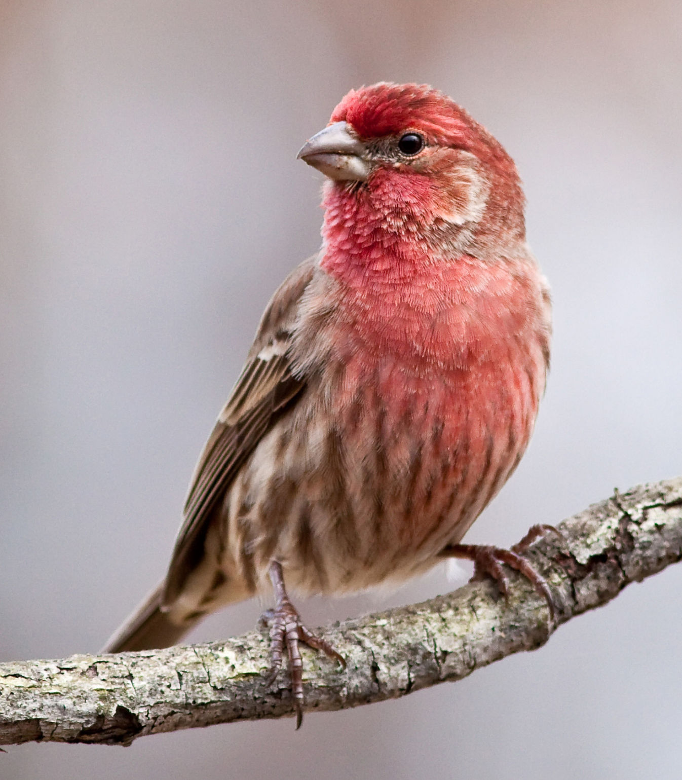 35 Lovely Pictures Of Common Backyard Birds - Home, Family, Style And ...