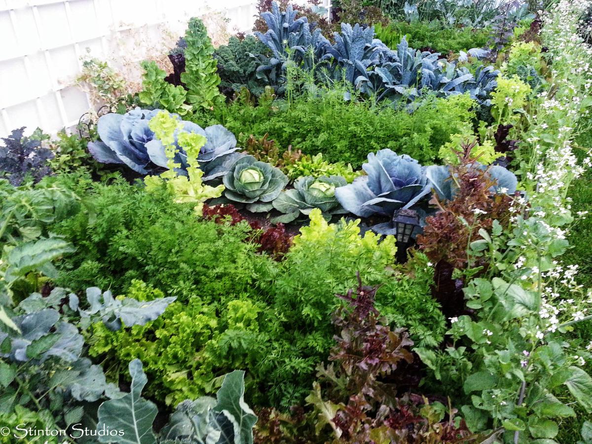 How to Start Your Own Vegetable Garden Knowing that fresh ...