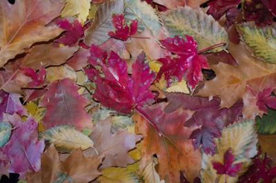 Year Round Gardening Don T Discard Those Falling Leaves Lifestyle Gazette Com