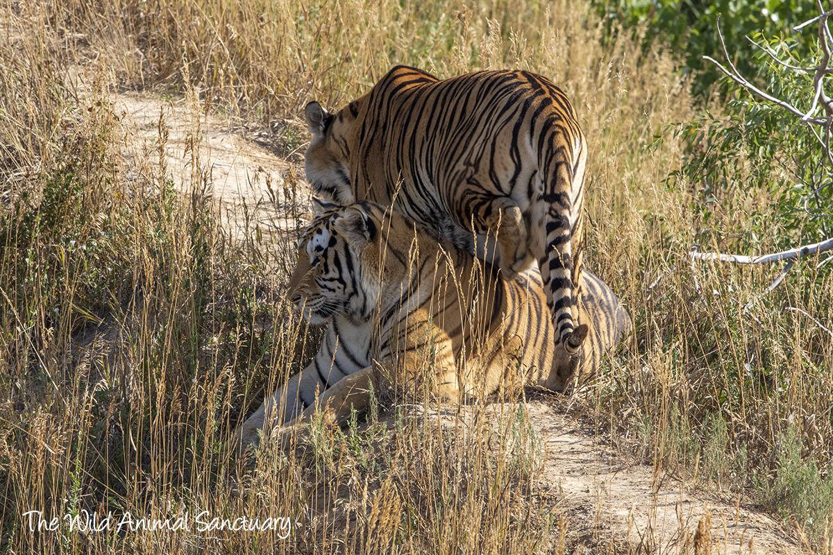 Tigers From Popular Netflix Documentary Tiger King Have Found