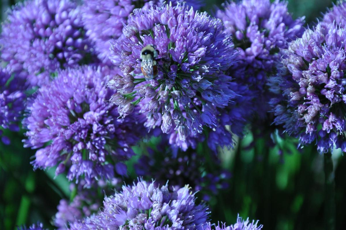Year Round Gardening A Few Of My Favorite Plants Lifestyle Year Round Gardening Allium Millenium