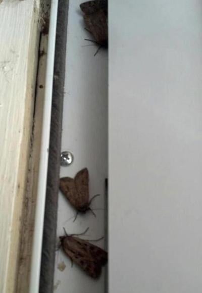 Run Hide The Miller Moth Invasion Has Begun Colorado Springs News Gazette Com