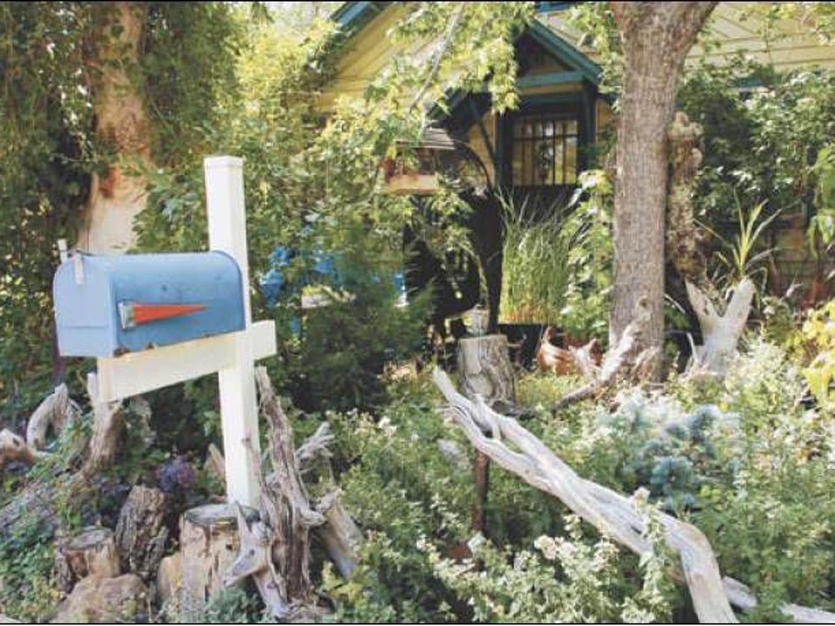 12 Great Spruce Tree And Shrub Types For Your Landscape Blue Spruce Tree Evergreen Trees For Privacy Colorado Blue Spruce