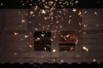 Moths flying around light bulbs. Photo Credit: NeagoneFo (iStock).
