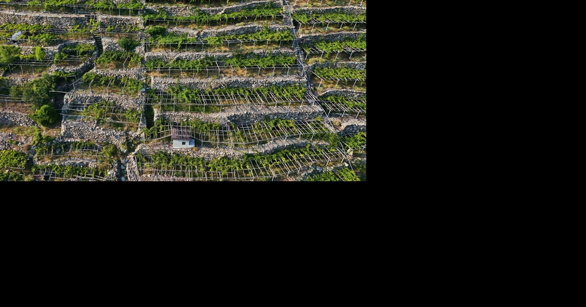Italy Vineyards Japanese Beetles