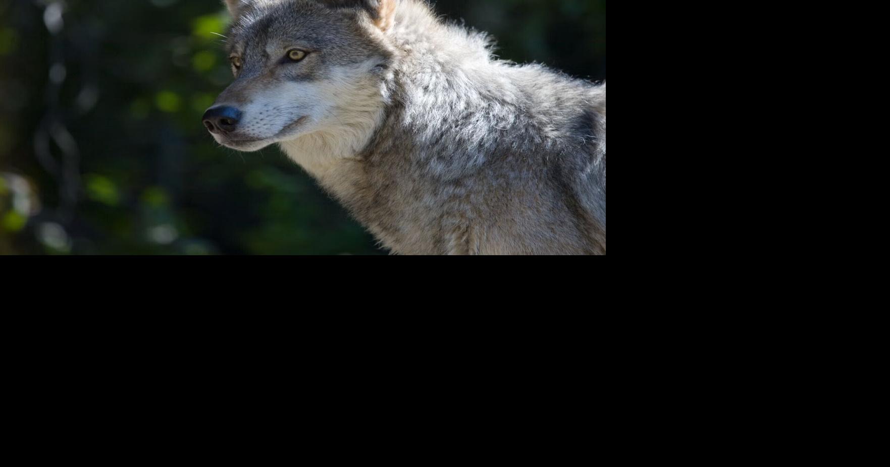 Wildlife Services kills 9 Price County wolves after DNR cites threats to residents