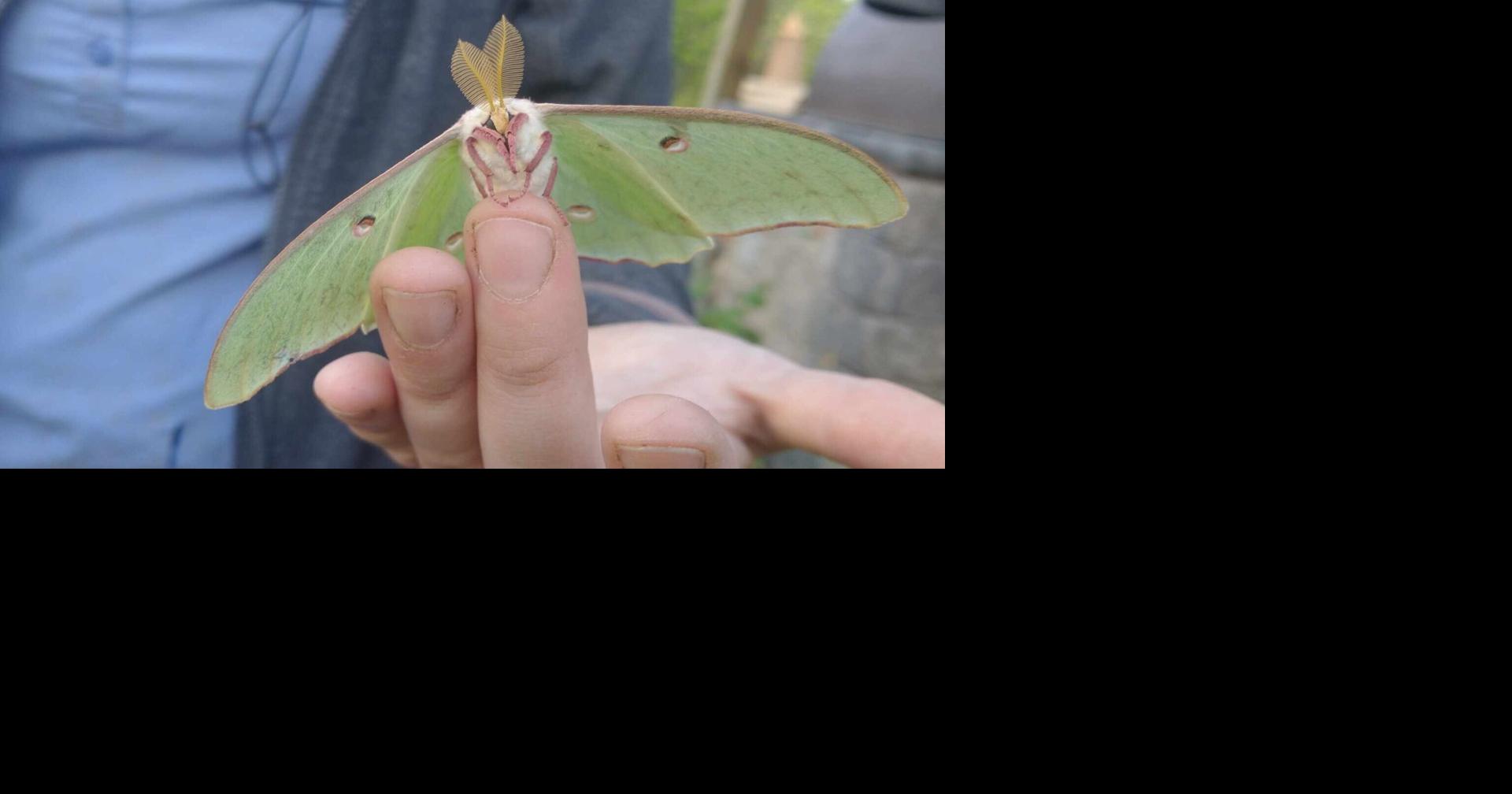 Down on the Farm: Nature fairies