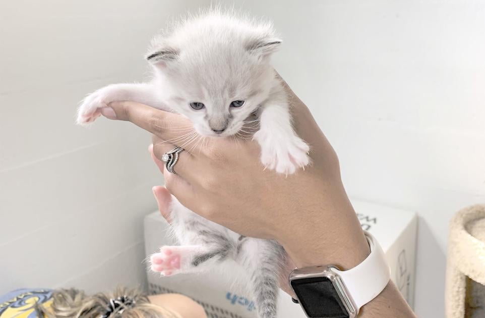 Woman Determined To Ease Cats Suffering Local News