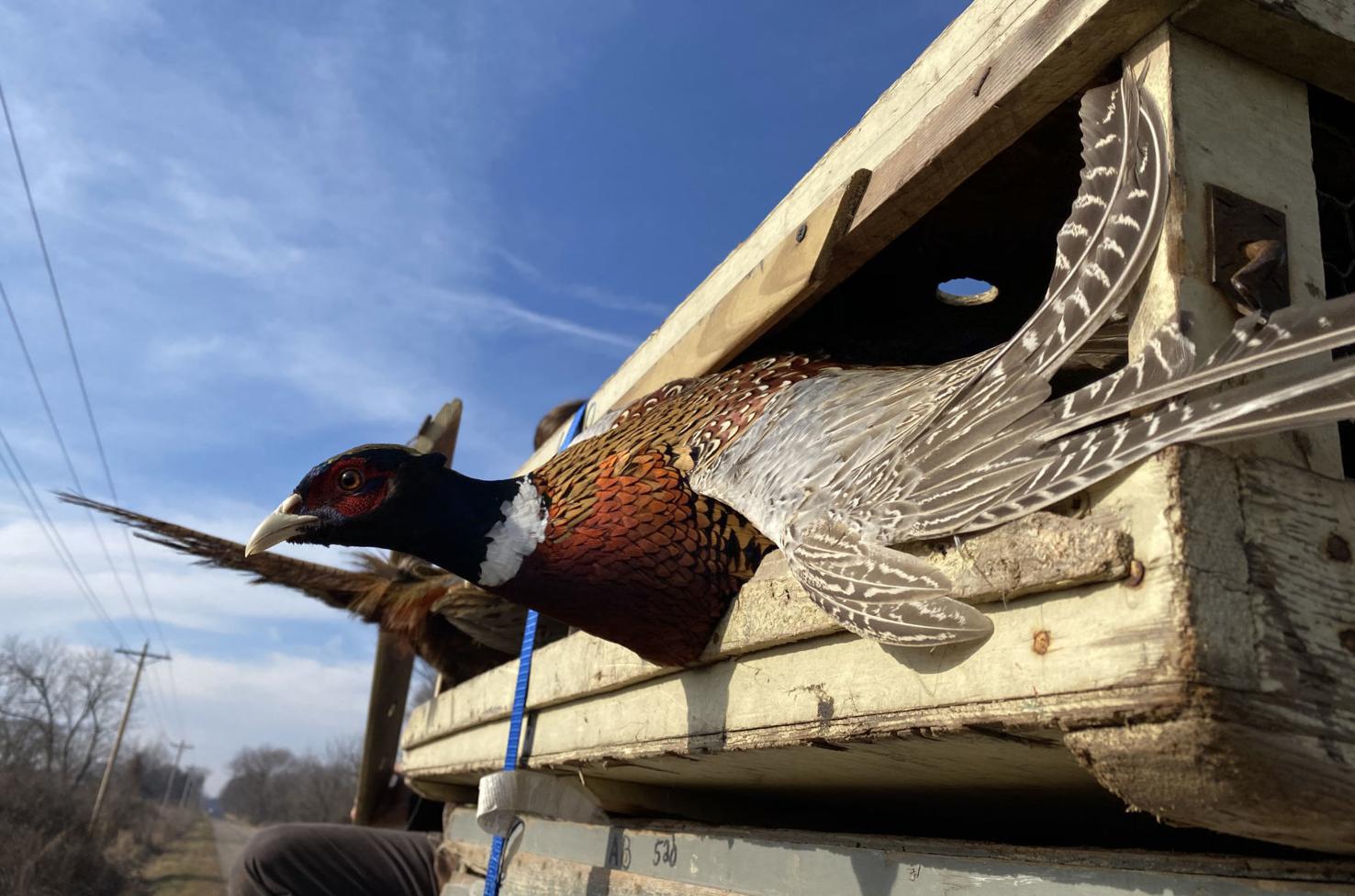 DNR releases pheasants for annual holiday hunt Local News