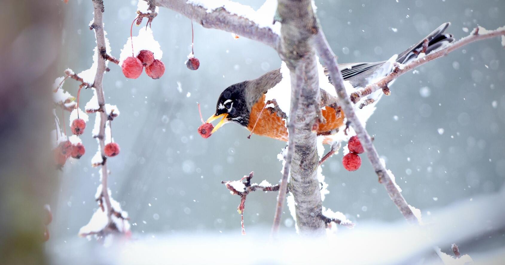 Spring snow - Vimarsana News