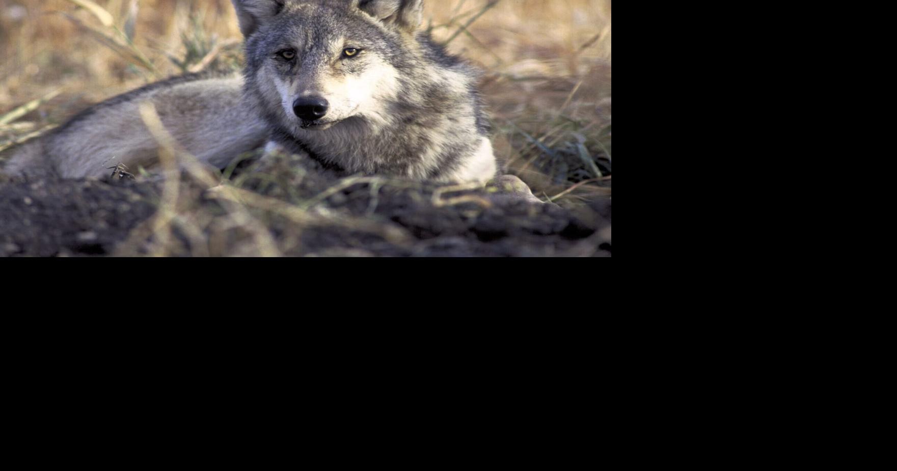 9 Price County wolves removed