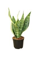 Tropical plant Sansevieria Trifasciata (also known as Mother-in-law's tongue, snake plant, pike tail