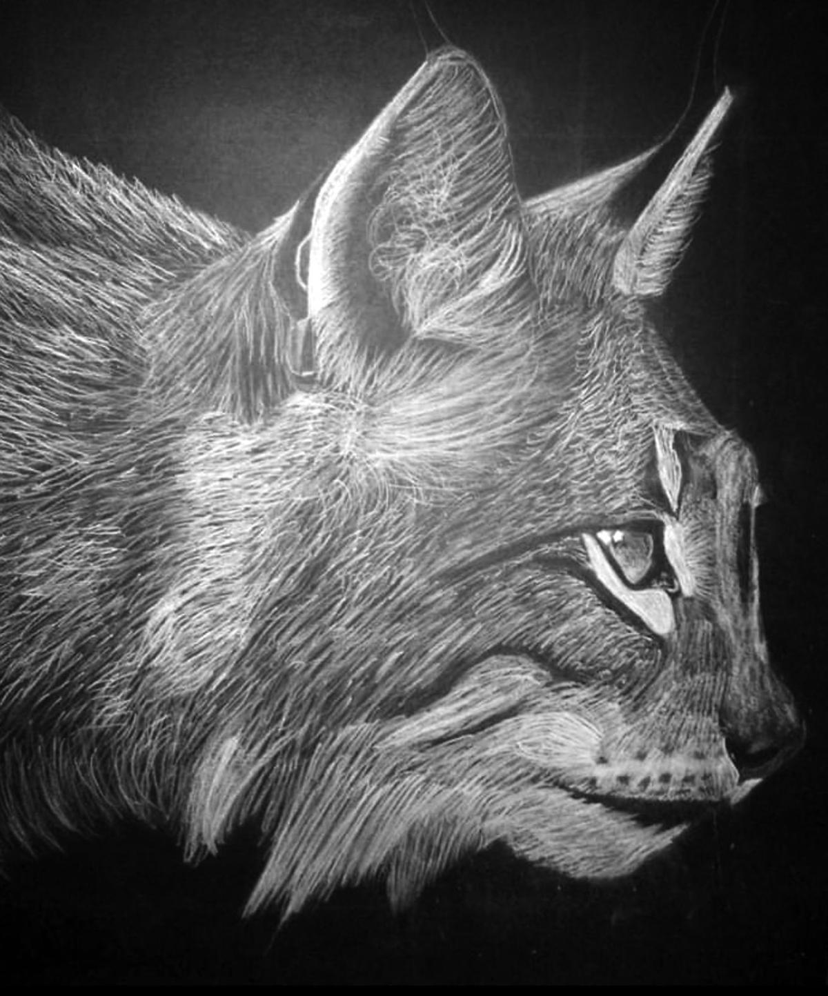 Student Art User Submitted Galleries Gazettextra Com