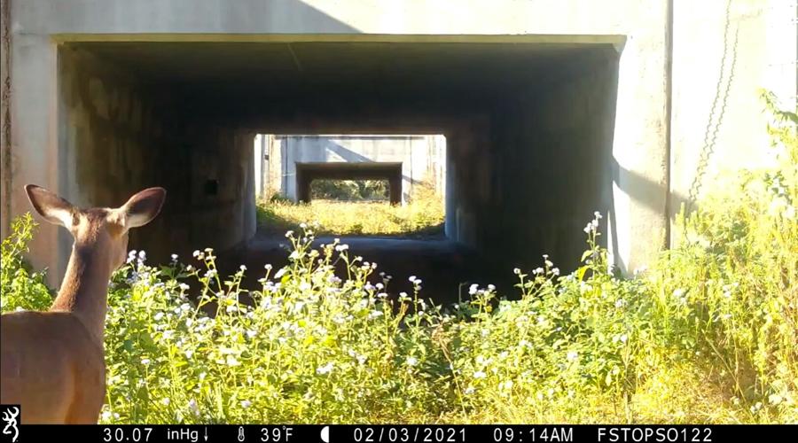 Live Wildly Releases Study to Help Florida Communities Save Millions While Building Wildlife Crossings that Protect People and Nature