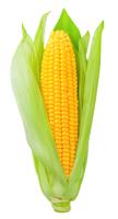 Ear Of Corn Isolated On White Background.