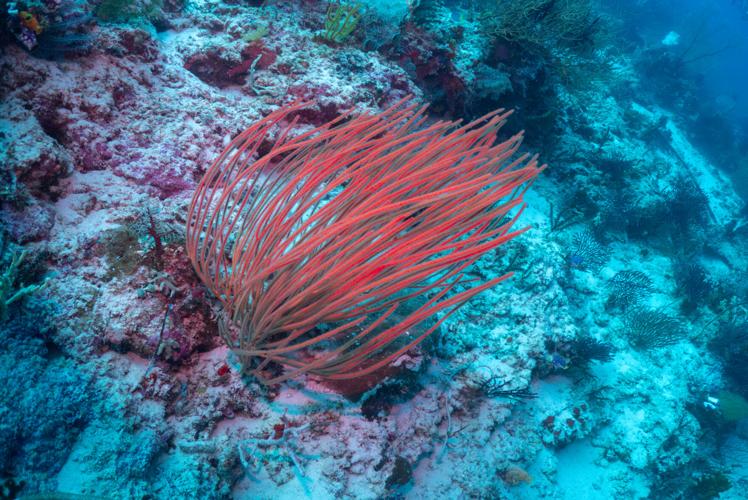 Climate Indonesia Mining