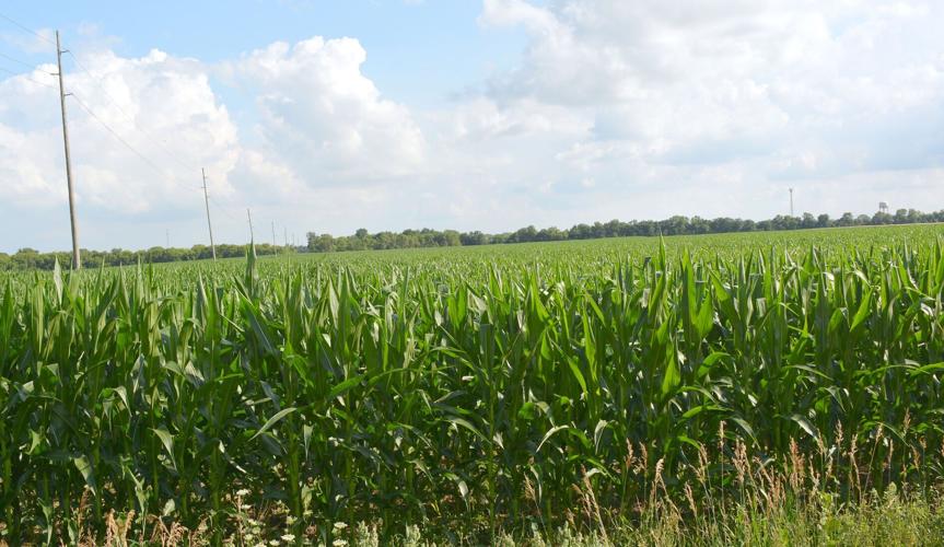 Corn crop