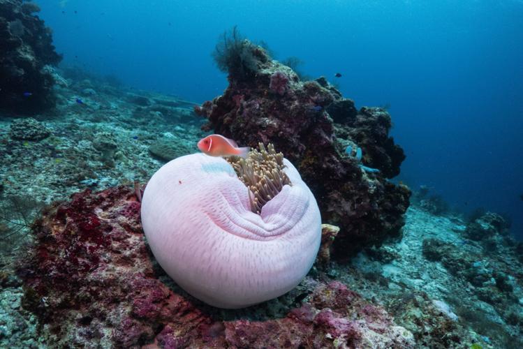 Climate Indonesia Mining