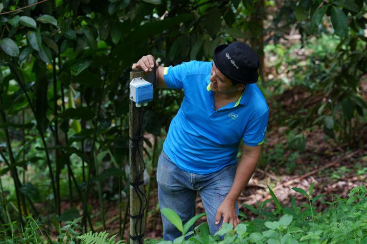 Climate Malaysia Durian