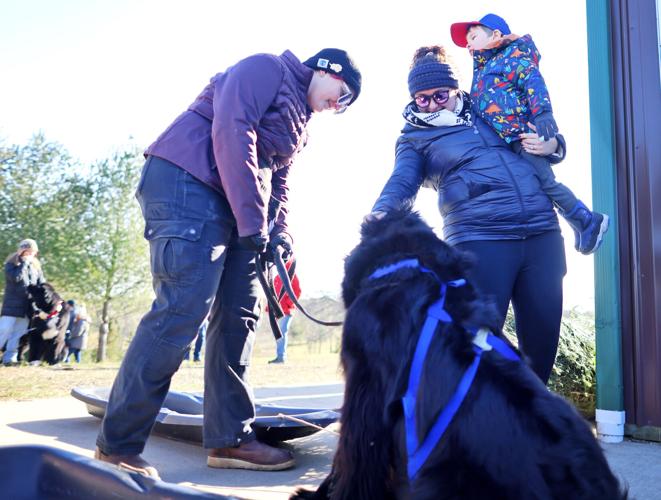Holiday helpers Walworth farm enlists Newfoundlands to pull Christmas