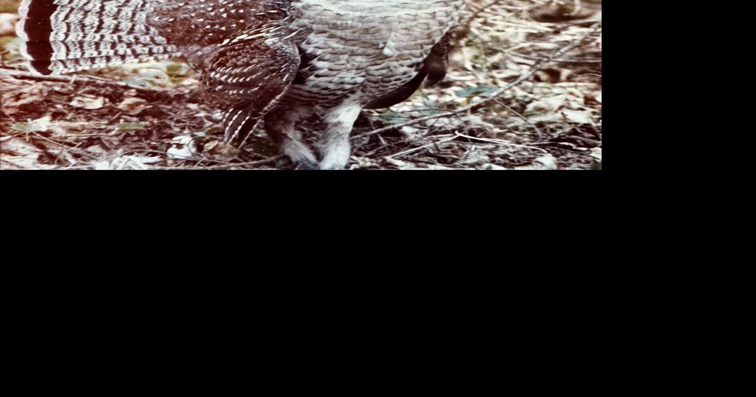 Ruffled grouse forecast for 2026
