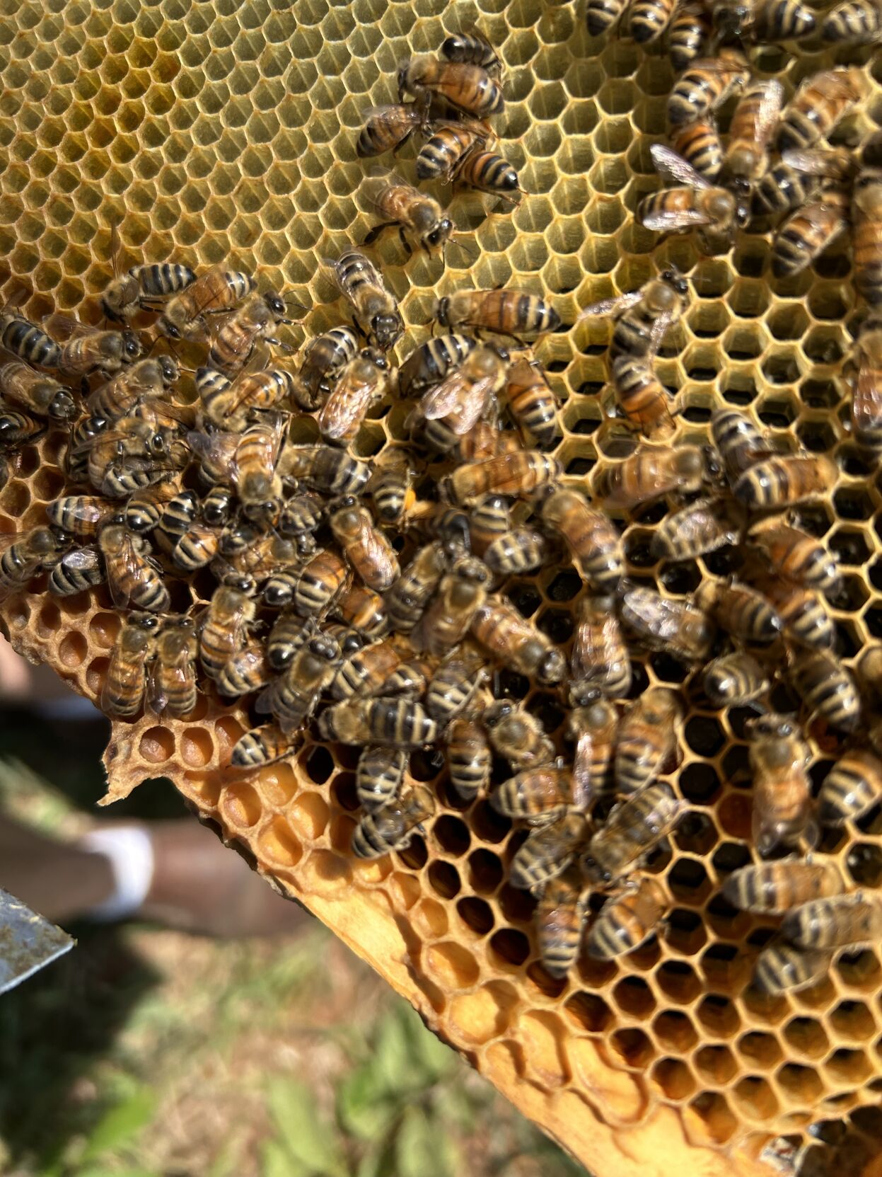 Bee Vip Bees alive: As hives perish at record rates, local beekeepers say there ...