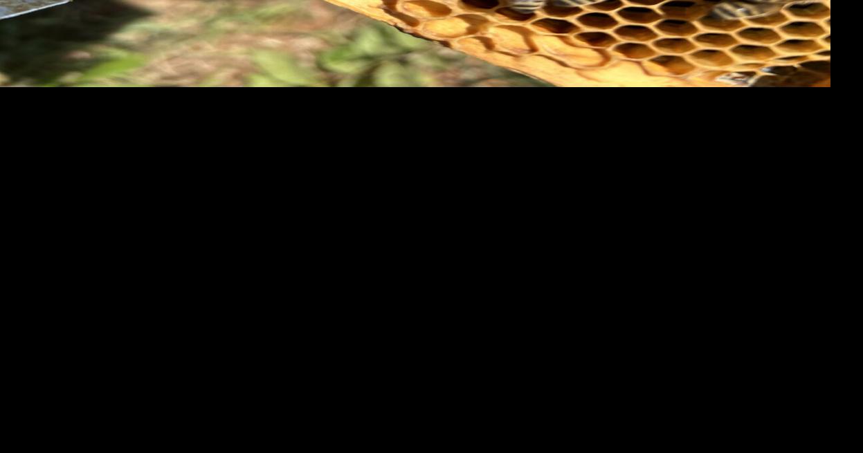 Bees alive: As hives perish at record rates, local beekeepers say there ...