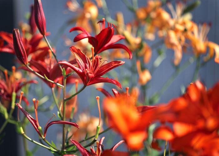 Blooming beauties Janesville man finds sweet spot growing lilies