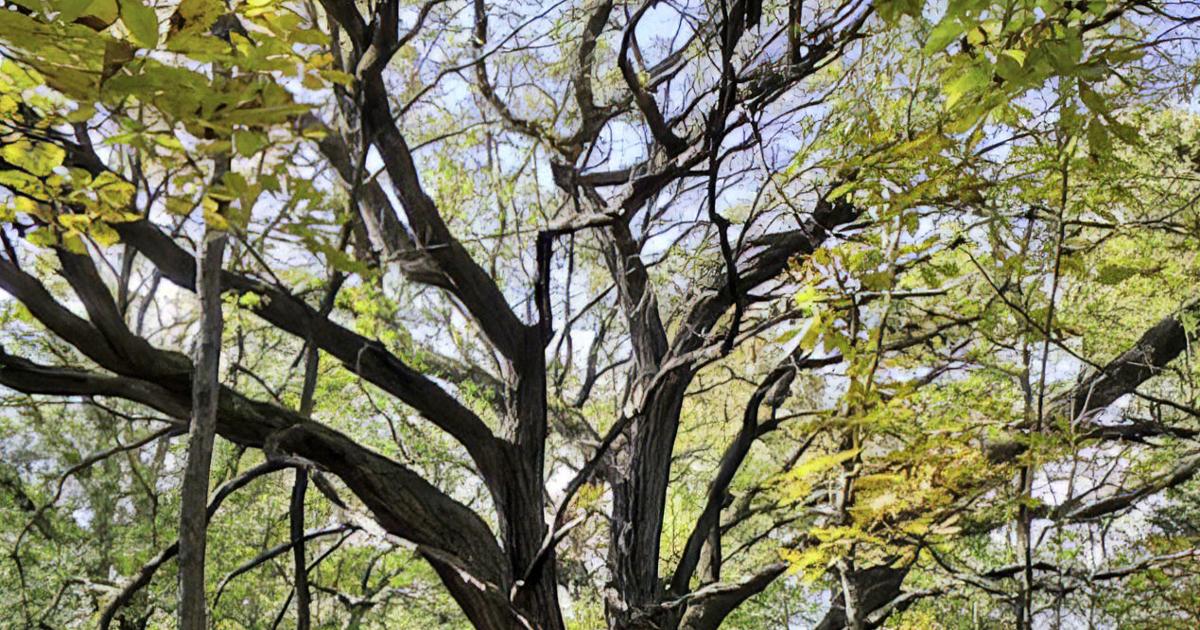 Enduring tree heightens awareness to plant oaks | Local News ...