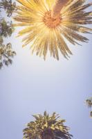 Palms Of Beverly Hills
