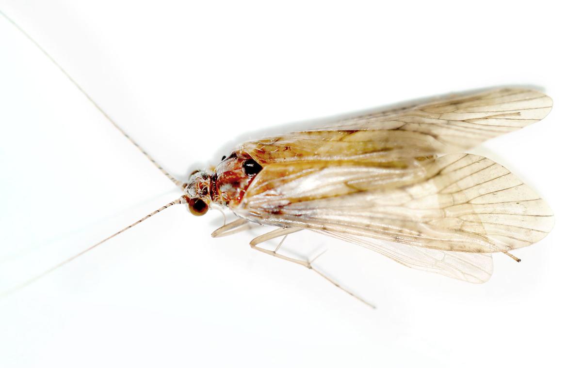 Caddisfly season in full flight in downtown Janesville Local News