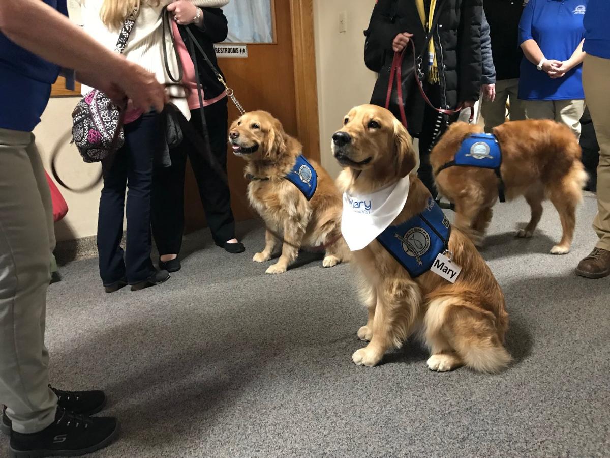 Comfort Dog Will Be Outreach Tool For St Paul S Lutheran Church