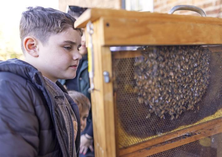 Rotatory Bee On Earth Day at Rotary Gardens, animals take center stage | Local News ...