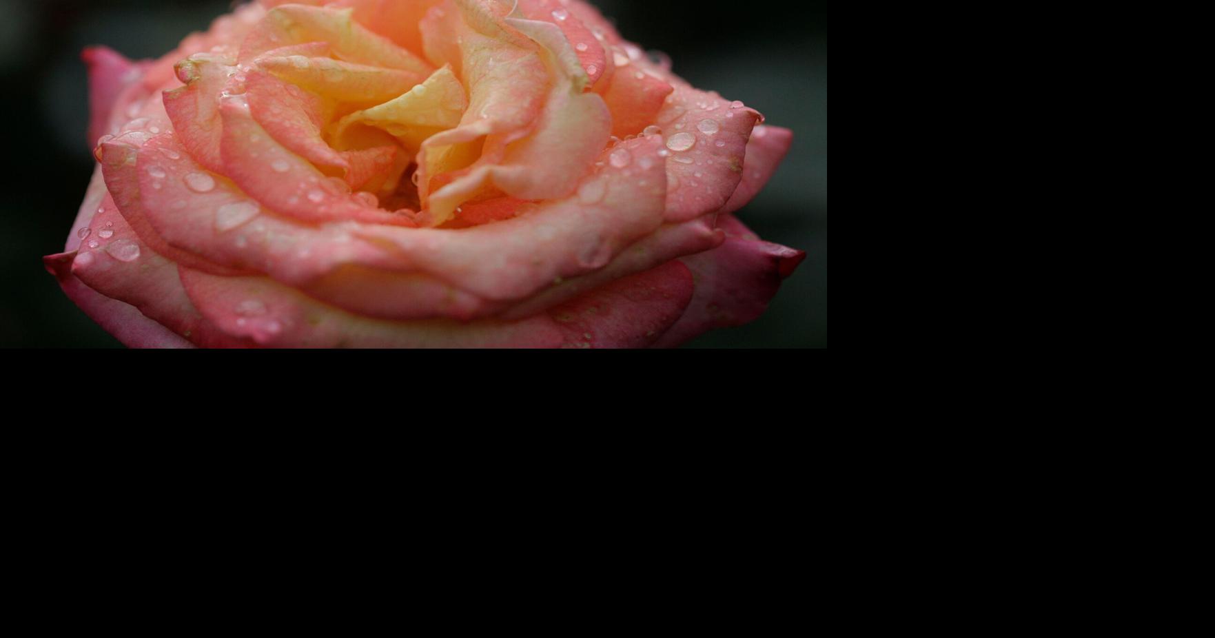 Gardening-Roses-Black Spot