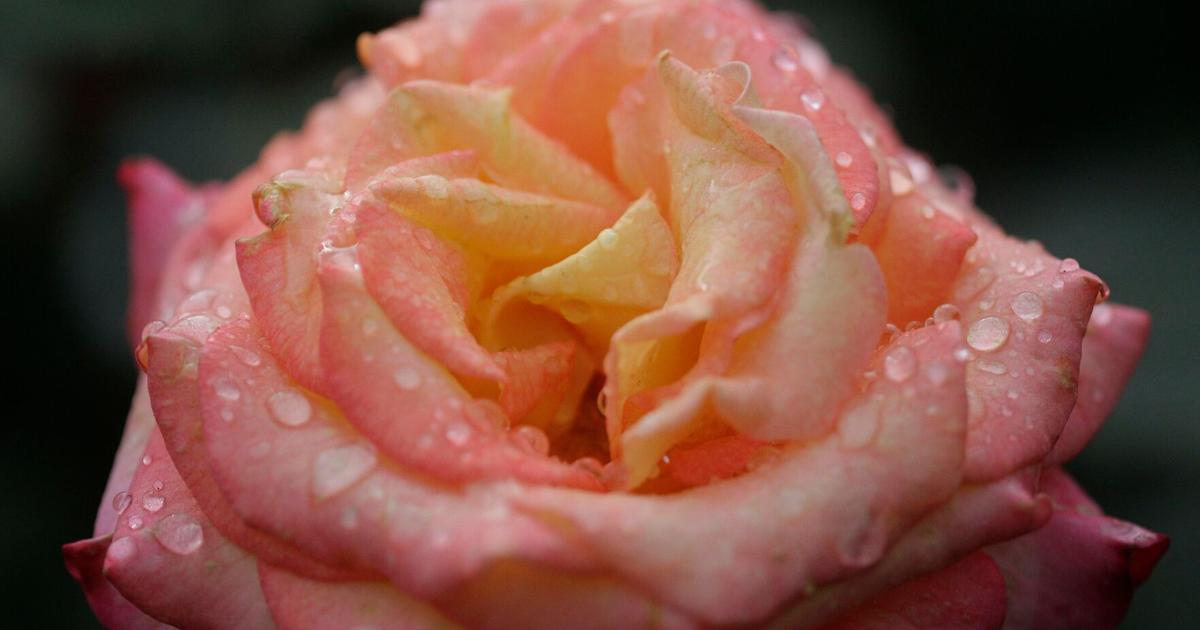 Gardening-Roses-Black Spot