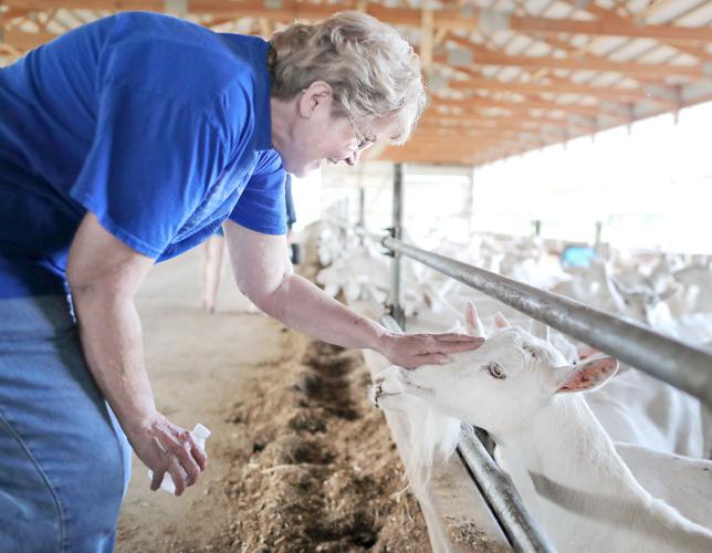 Curious goats Walworth County Dairy Breakfast visitors