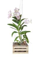 Pink Orchid Flower Bloom And Hanging In Wooden Pot In The Garden Isolated On White Background Includ