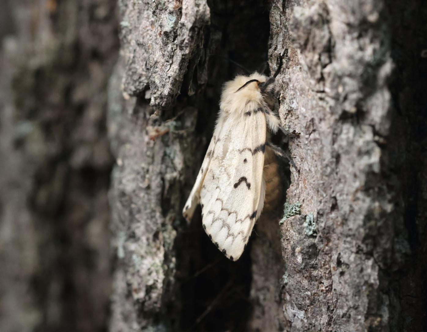 Janesville Parks Division To Address Lustig Park Gypsy Moths In The Spring Local News Gazettextra Com Janesville Parks Division To Address Lustig Park Gypsy Moths In The Spring Local News Gazettextra Com