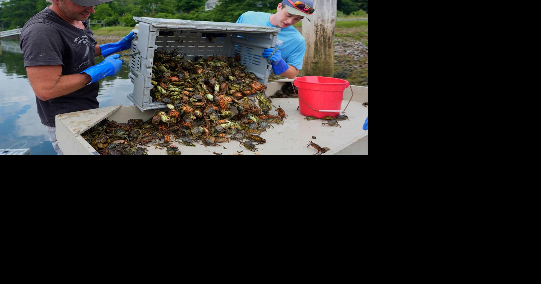Green Crabs