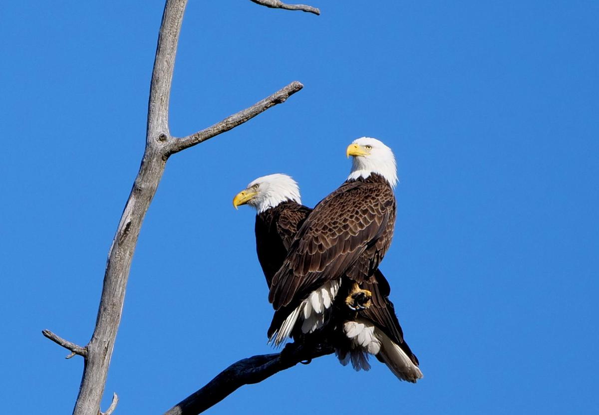 Photographer Captures Eagles At South Beloit Nest Local News