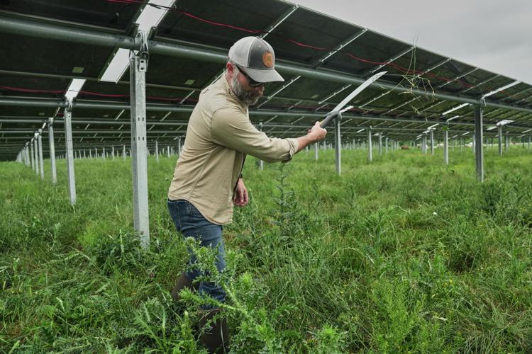Climate Solar Farm Cattle