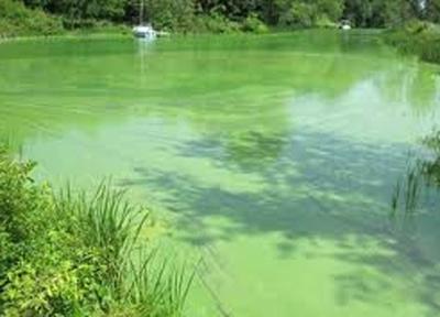 Blue-green algae blooms appearing again