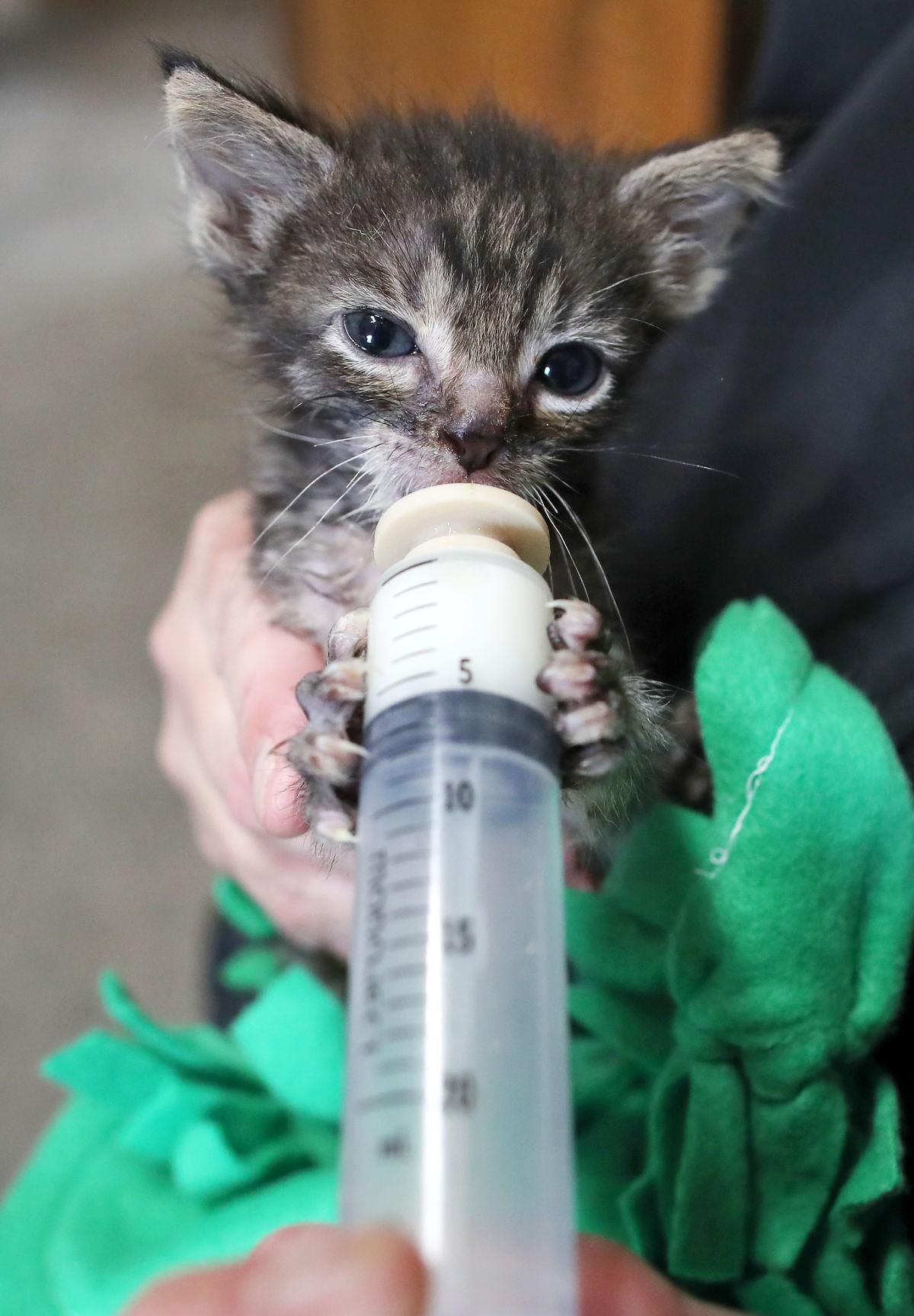 Kadlec Ranch Rescue In Business Of Saving Kittens Local News